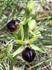 Ophrys sphegodes passionis