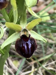 Ophrys sphegodes passionis