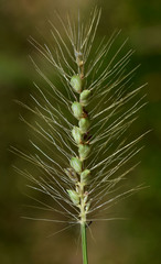 Setaria surgens