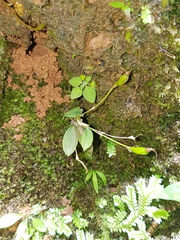 Brachionidium parvum
