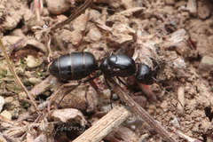 Camponotus japonicus