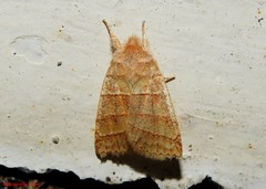 Pyreferra citrombra