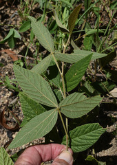 Flemingia parviflora