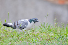 Columba livia domestica