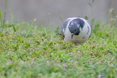 Columba livia domestica
