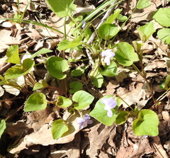 Viola tanaitica