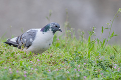 Columba livia domestica