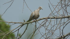 Streptopelia decaocto