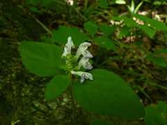 Scutellaria serrata
