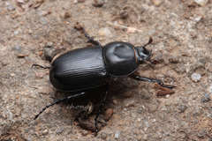 Eophileurus chinensis