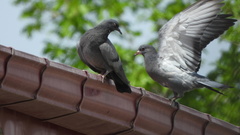 Columba livia