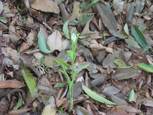 Image of Erect Cephalanthera (Cephalanthera erecta) by (c) mami_t_t, some rights reserved (CC BY)