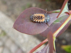 Harmonia axyridis