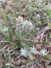 Plantago helleri