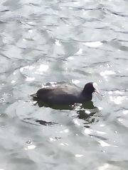 Fulica atra