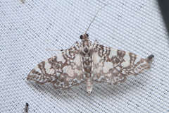 Glyphodes onychinalis