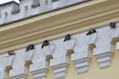 Columba livia domestica