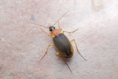 Chlaenius pericallus