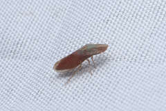 Tituria