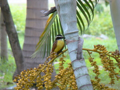 Pitangus sulphuratus