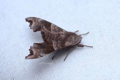 Cypoides chinensis
