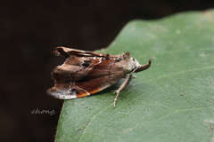 Euwilemania angulata