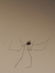 Crossopriza