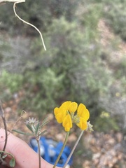 Coronilla minima