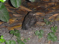 Turdus merula