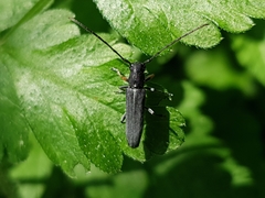 Phytoecia cylindrica