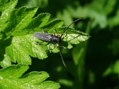 Phytoecia cylindrica