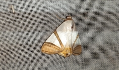 Eulepidotis rectimargo