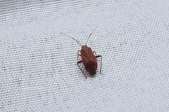 Castanopsides kerzhneri