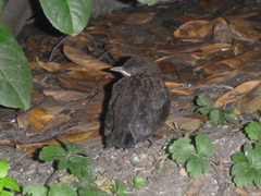 Turdus merula