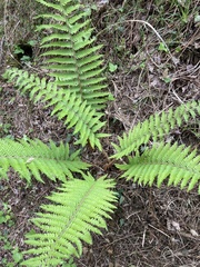 Polystichum setiferum