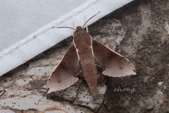 Rhagastis albomarginata