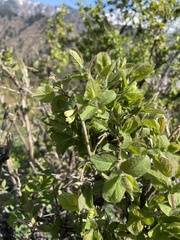 Lonicera karelinii