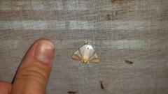 Eulepidotis rectimargo