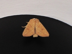 Mythimna vitellina