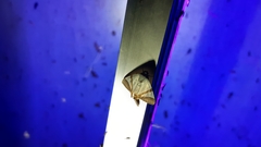 Eulepidotis rectimargo