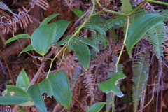 Smilax corbularia