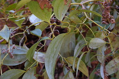 Smilax corbularia