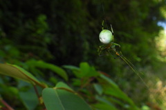 Aoaraneus pentagrammicus