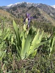Iris alberti