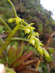 Epidendrum dendrobioides