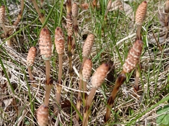 Equisetum arvense