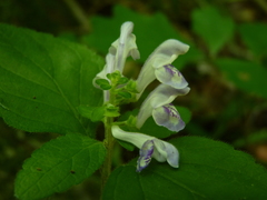 Scutellaria serrata