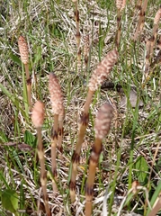 Equisetum arvense