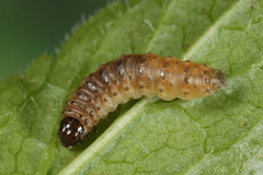 Anania fuscalis