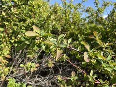 Berberis sphaerocarpa